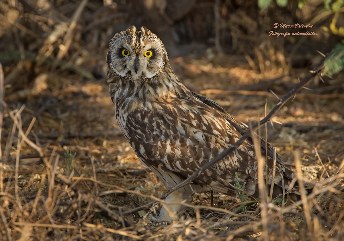 Short-eared Owl - ML204592781