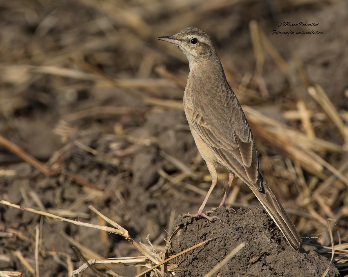 Long-billed Pipit - Marco Valentini