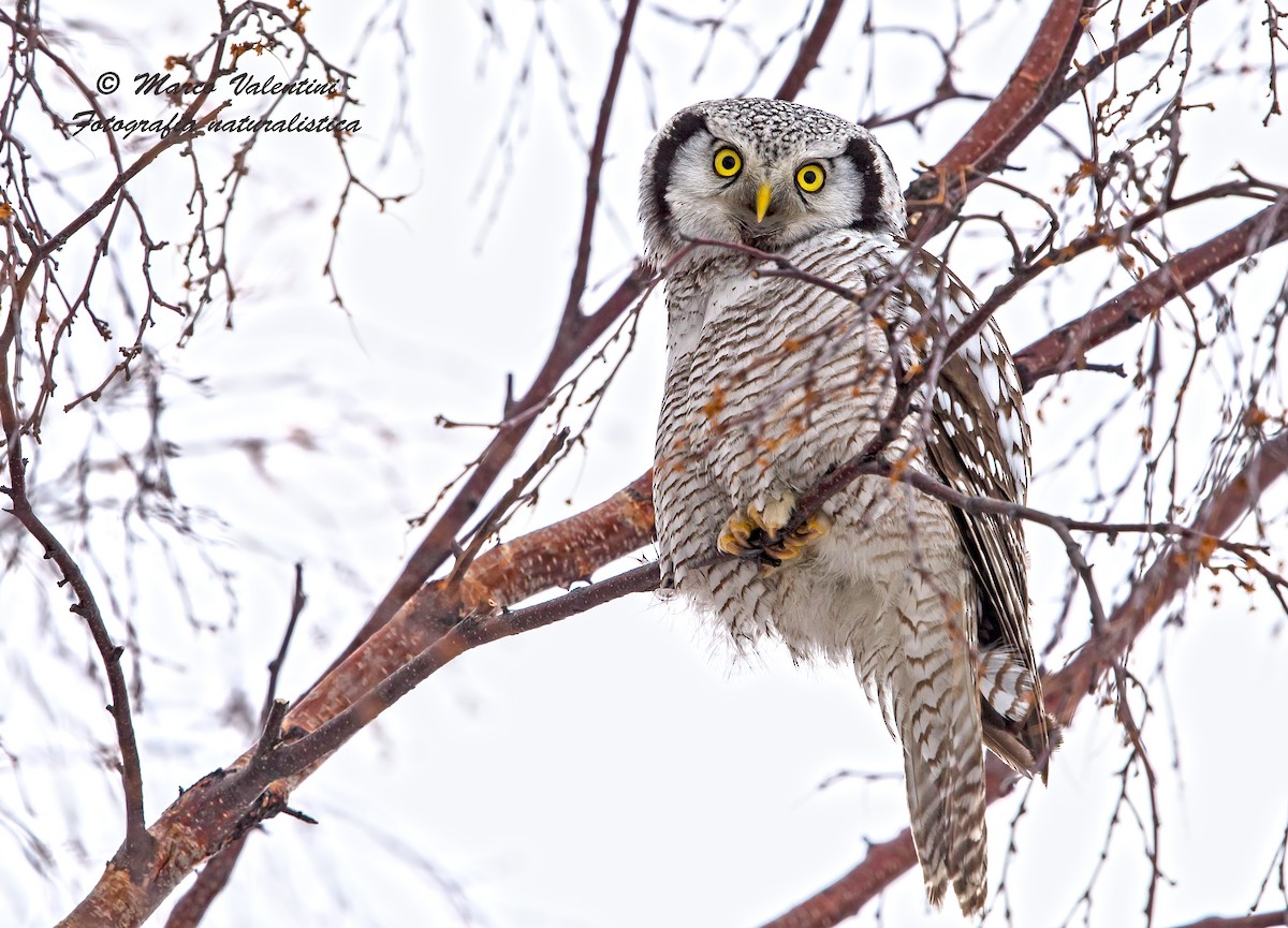 Northern Hawk Owl - Marco Valentini