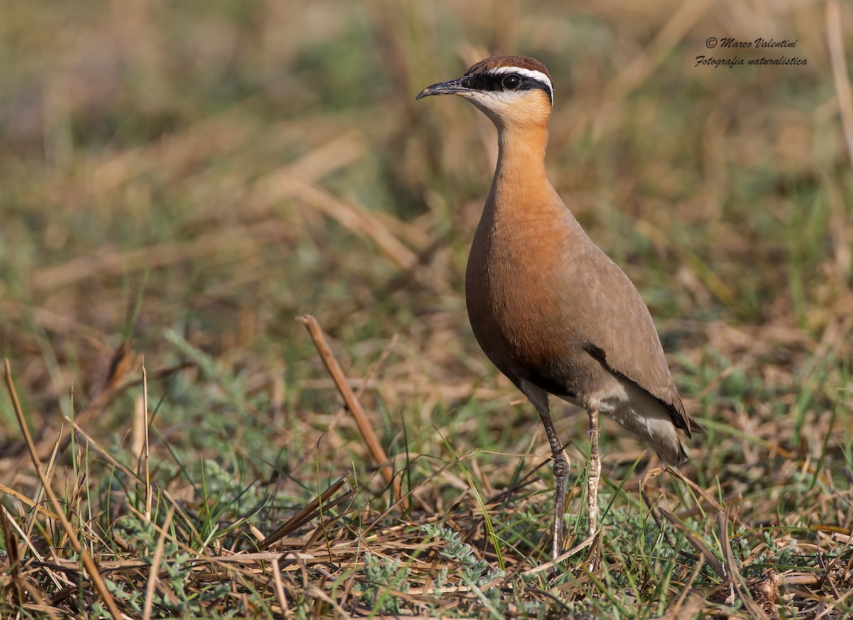 Indian Courser - Marco Valentini