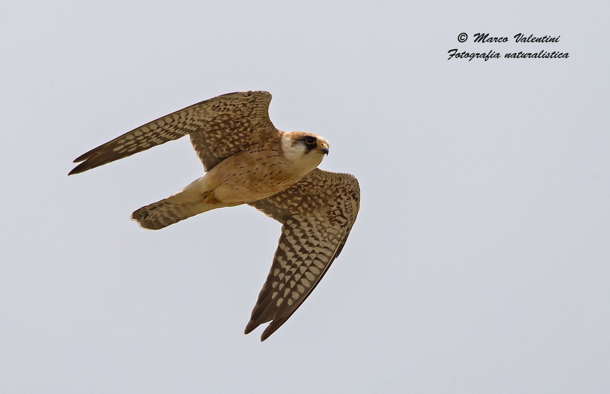 Red-footed Falcon - ML204593101