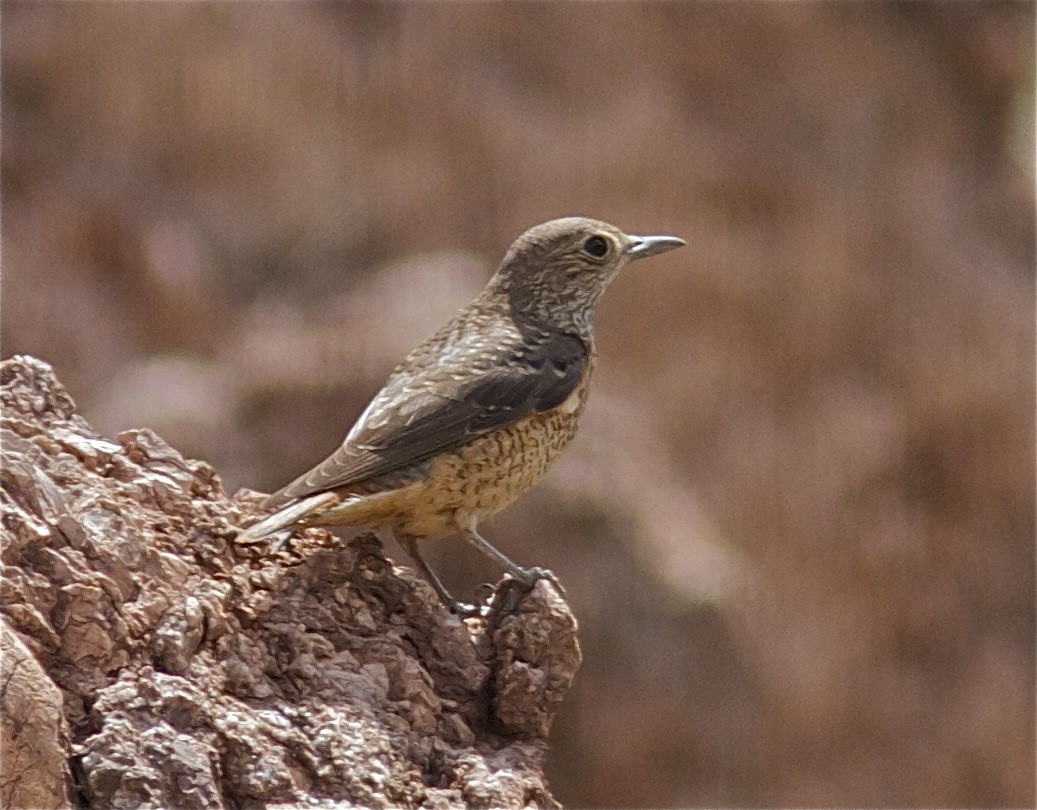 Rufous-tailed Rock-Thrush - Ken Havard