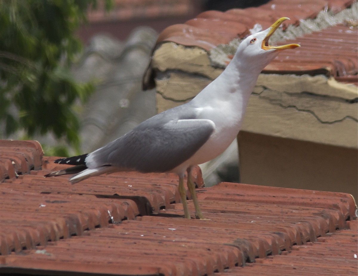 Yellow-legged Gull (michahellis) - ML204593271