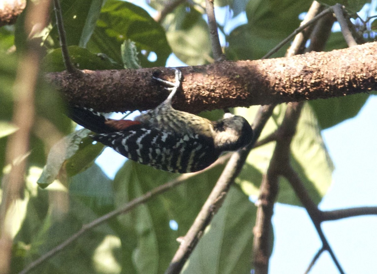 Stripe-breasted Woodpecker - Ken Havard