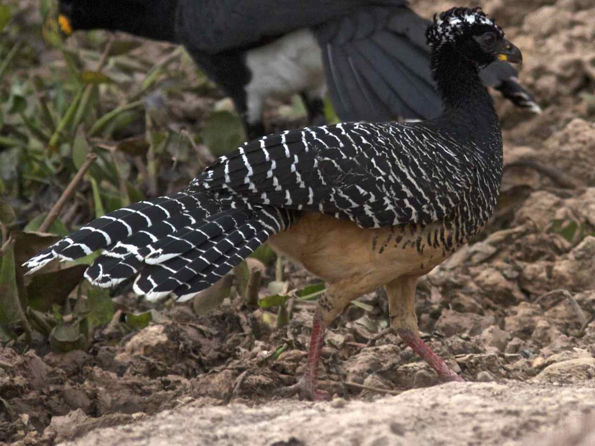 Bare-faced Curassow (Bare-faced) - ML204593791