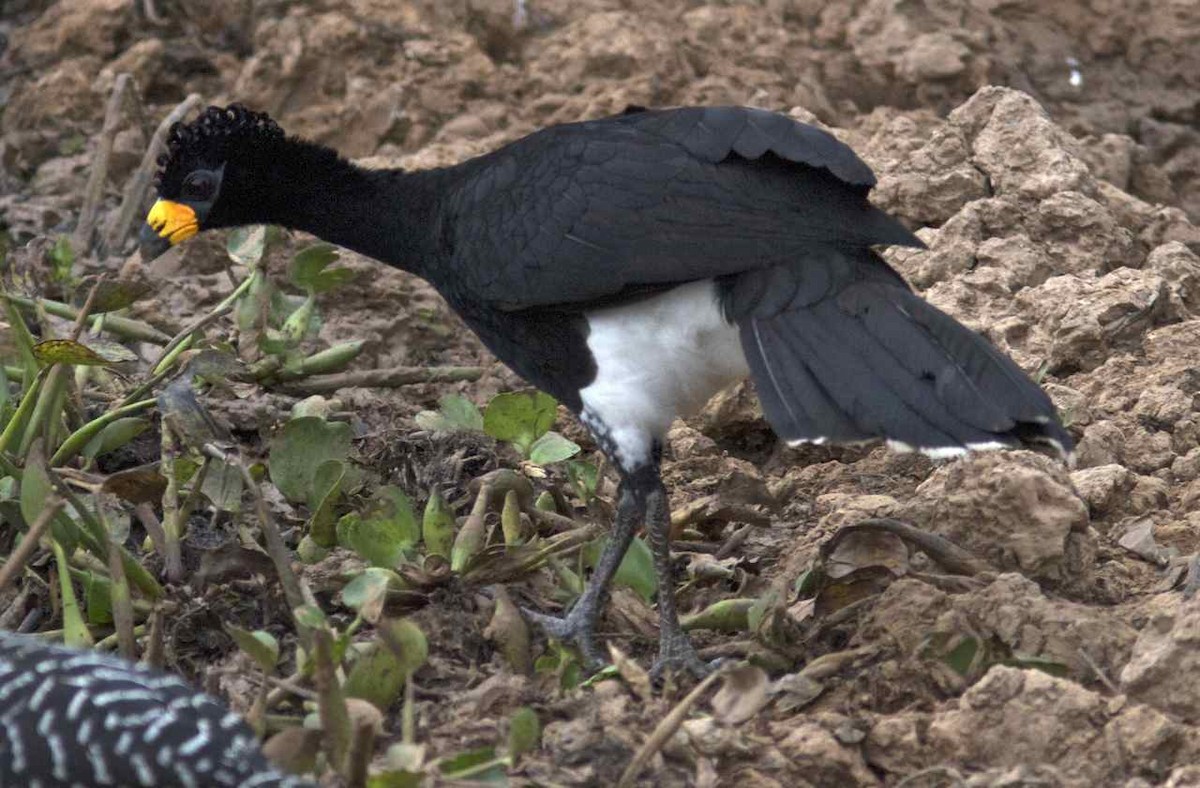 Bare-faced Curassow (Bare-faced) - ML204593801