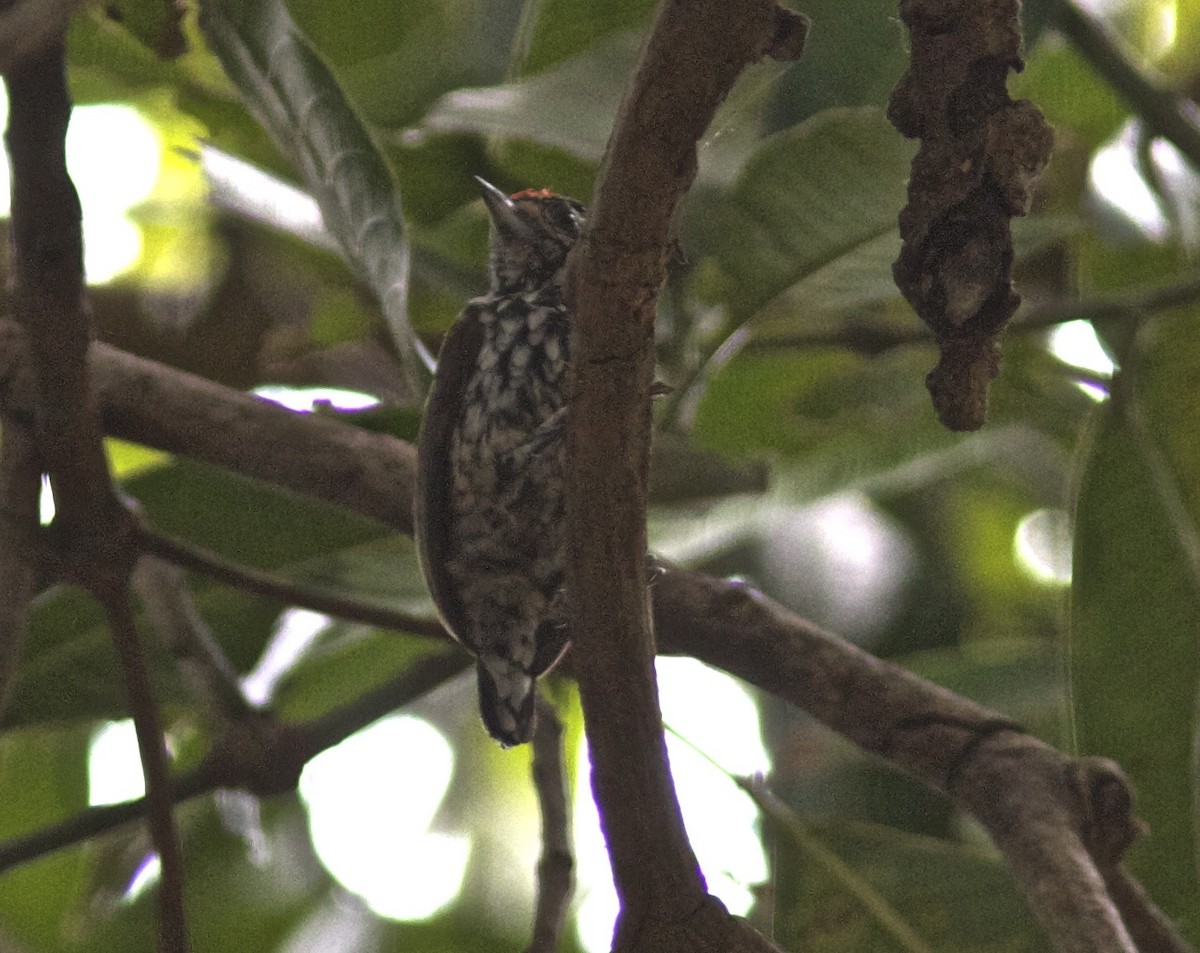White-wedged Piculet - ML204593921