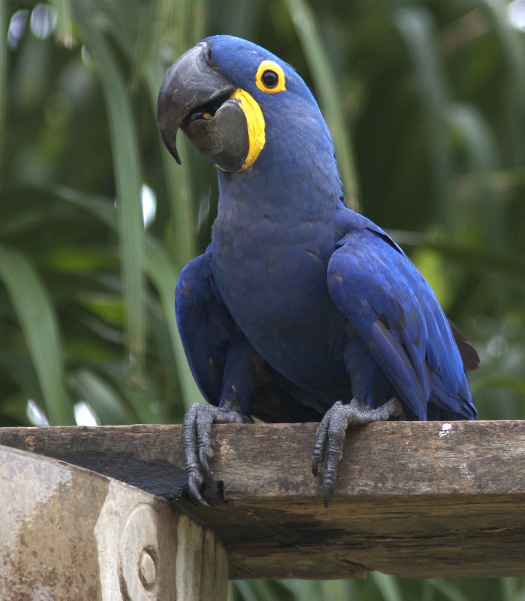 Hyacinth Macaw - Ken Havard