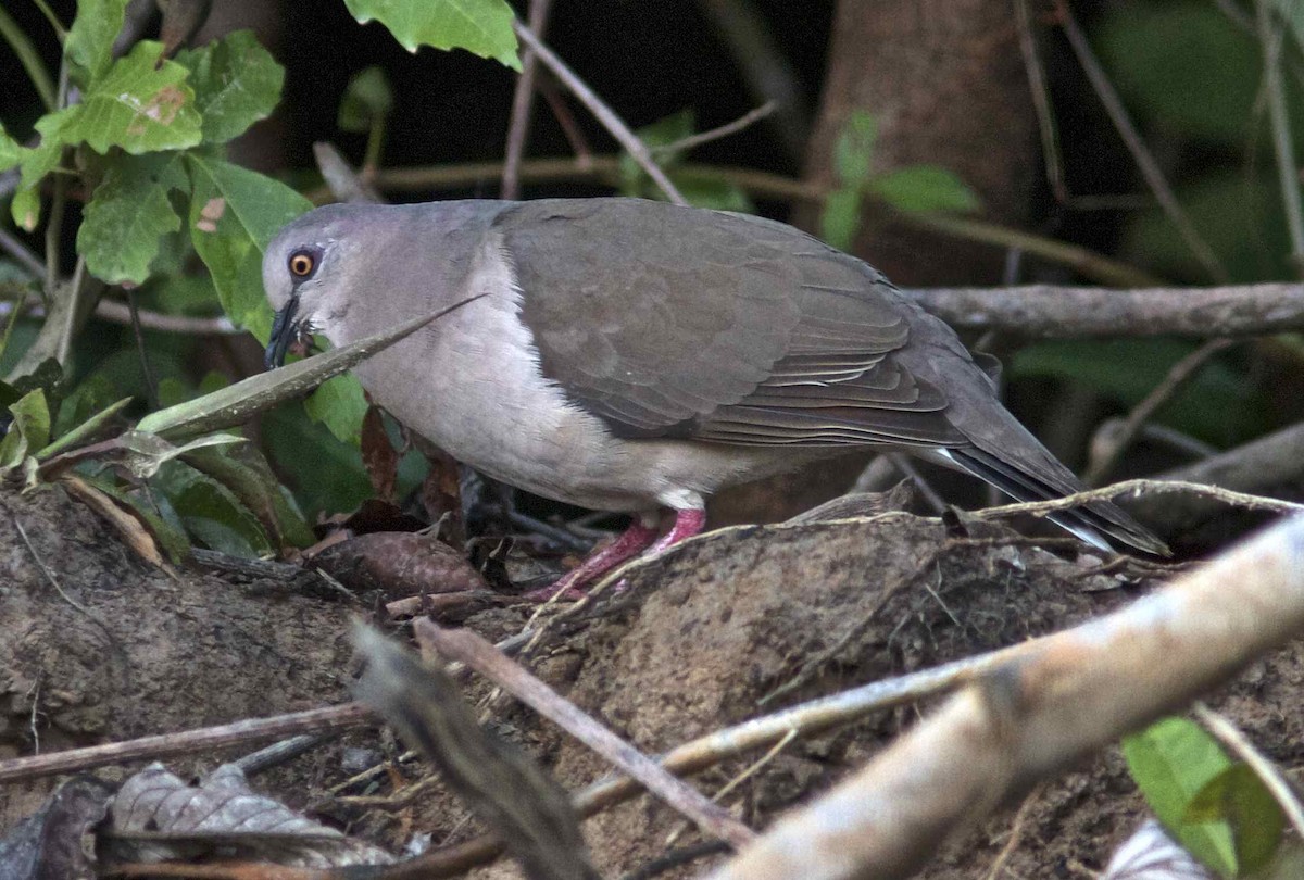 White-tipped Dove (brasiliensis Group) - Ken Havard