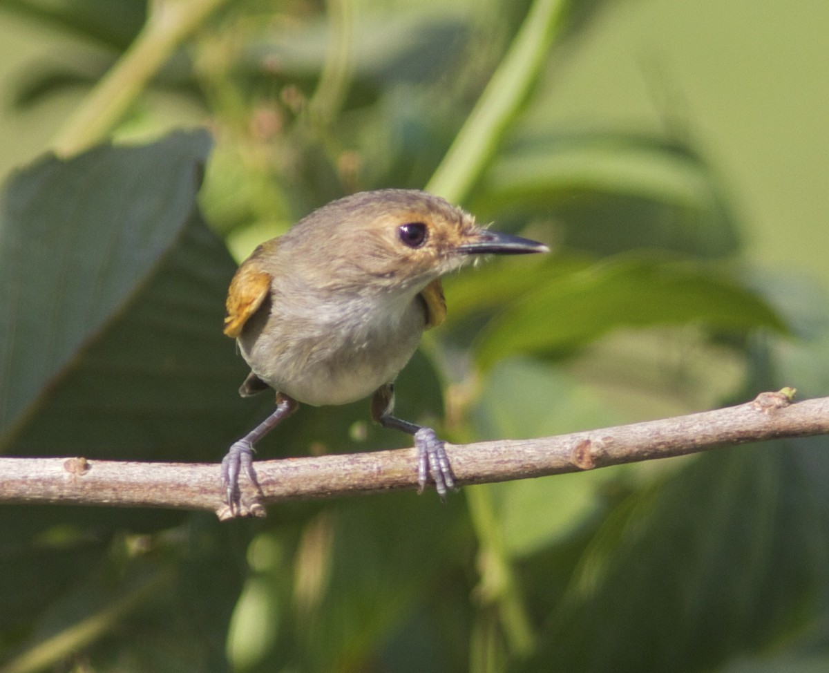 Rusty-fronted Tody-Flycatcher - ML204594211