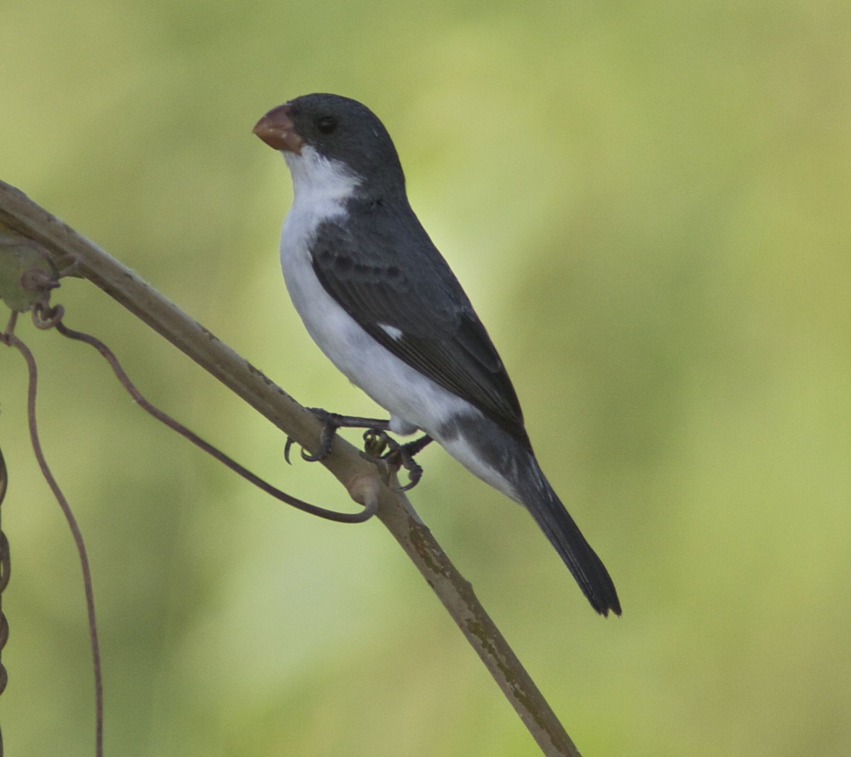 White-bellied Seedeater (Gray-backed) - ML204594241