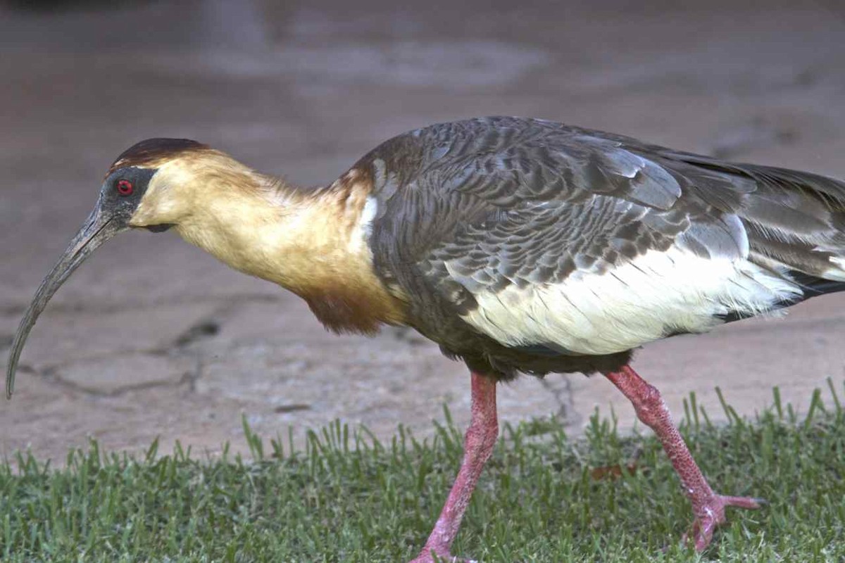 Buff-necked Ibis - Ken Havard