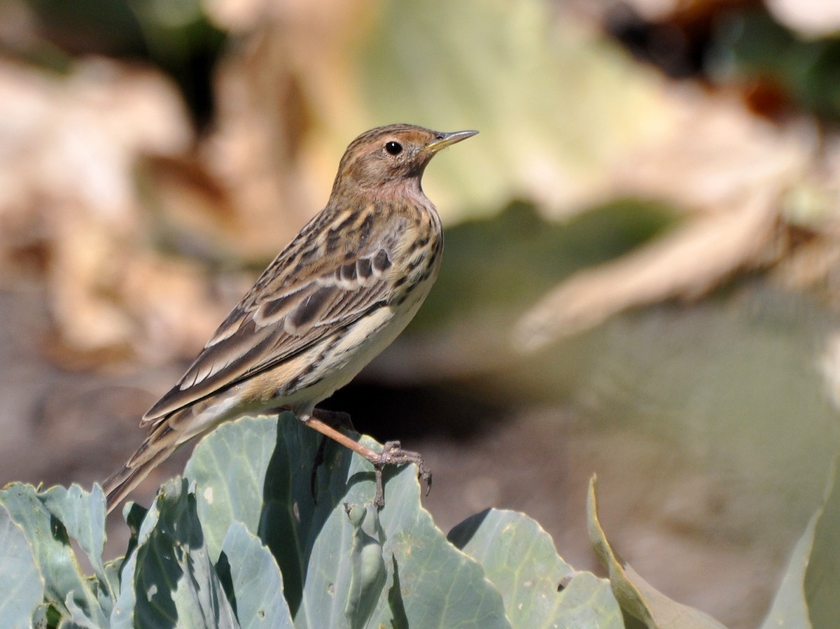 Red-throated Pipit - Stefan Helming