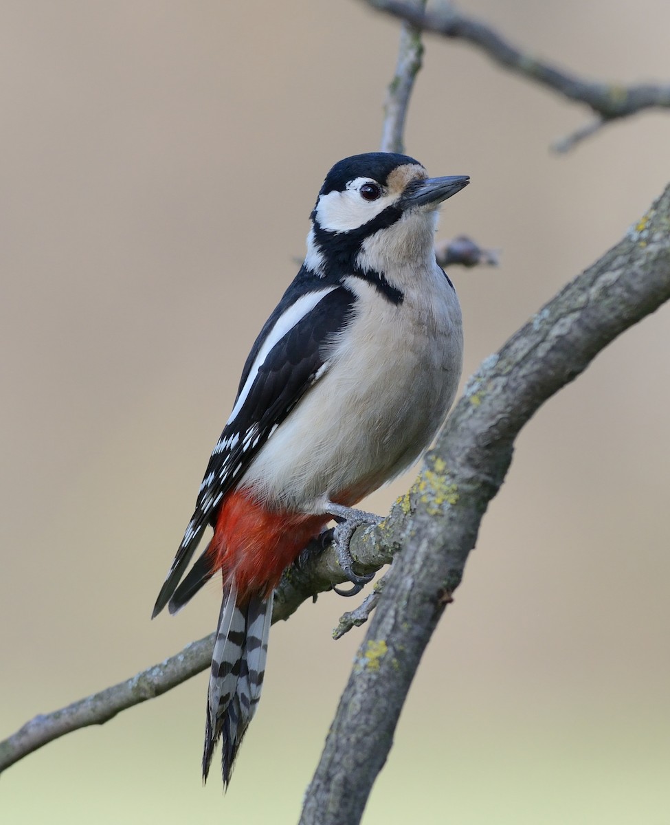 Great Spotted Woodpecker - Pavel Štěpánek