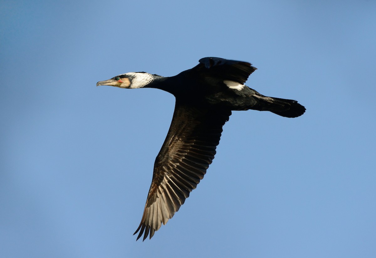 Great Cormorant (North Atlantic) - Pavel Štěpánek