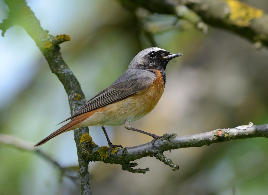 シロビタイジョウビタキ（phoenicurus） eBird