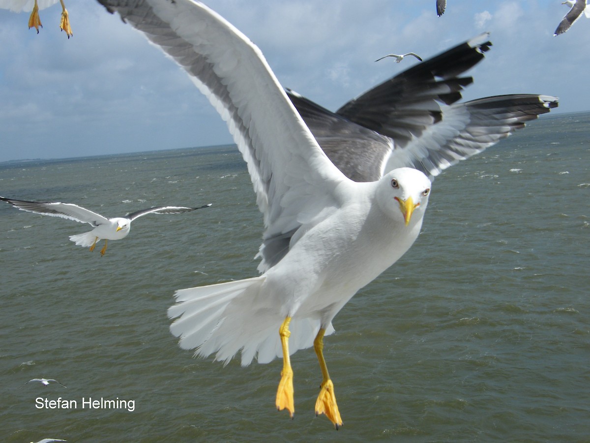 Lesser Black-backed Gull (intermedius) - Stefan Helming
