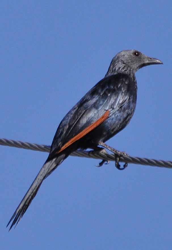 Red-winged Starling - ML204596631