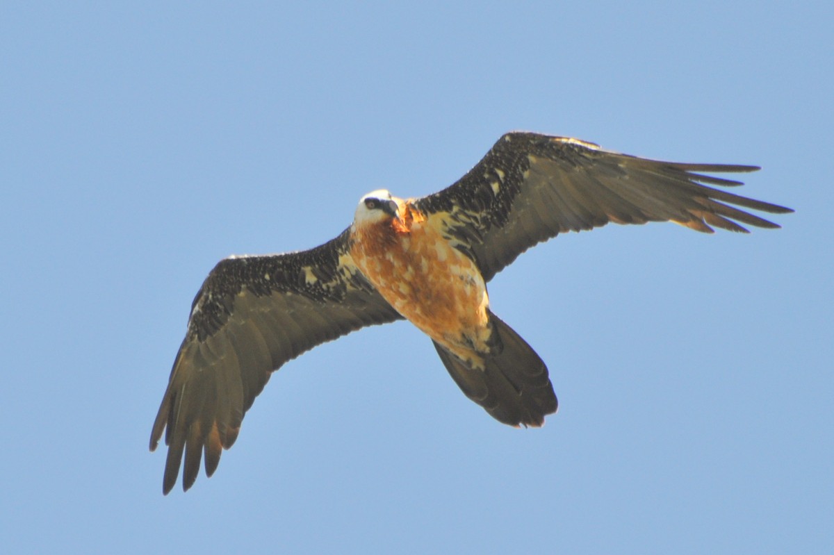 Bearded Vulture (African) - ML204596661