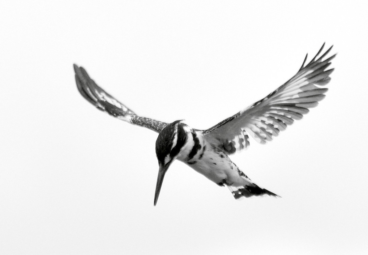 Pied Kingfisher - Stefan Helming