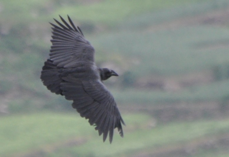 Fan-tailed Raven - Stefan Helming