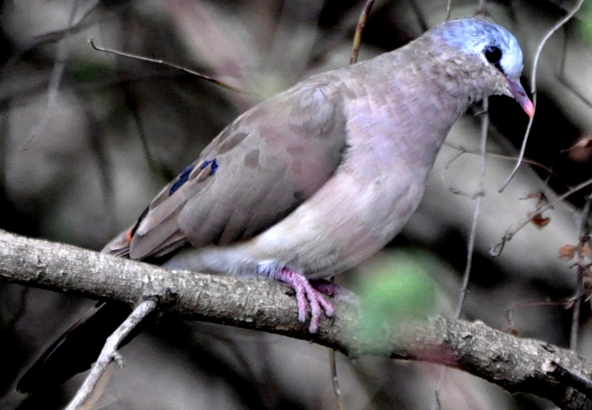 Blue-spotted Wood-Dove - Stefan Helming