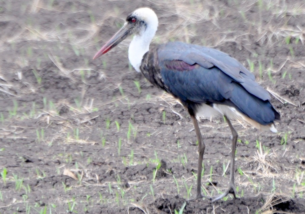 African Woolly-necked Stork - ML204598931
