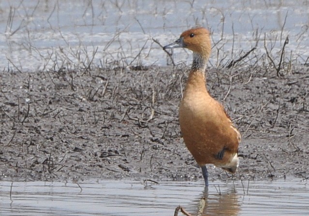 Fulvous Whistling-Duck - ML204598951