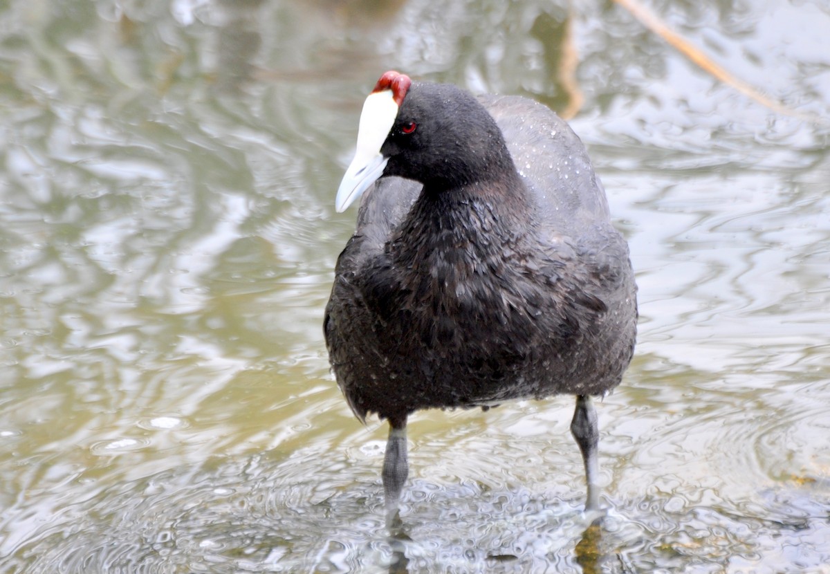 Red-knobbed Coot - ML204598971