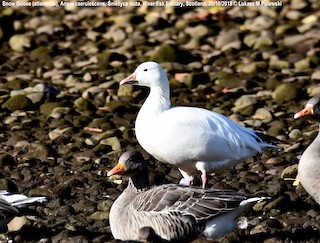 Snow Goose, ML204599711