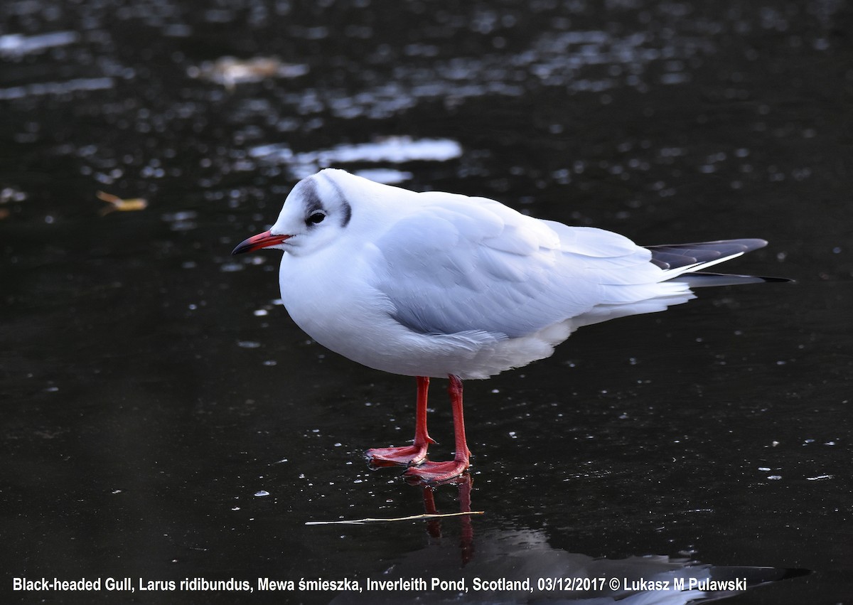Mouette rieuse - ML204599771