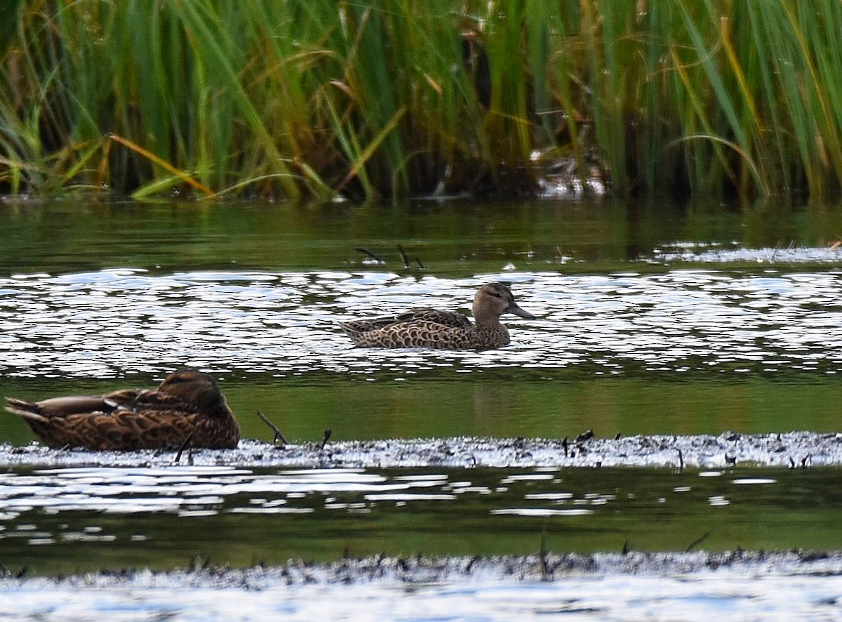 Blue-winged Teal - ML204600131
