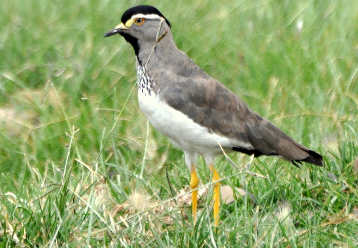 Spot-breasted Lapwing - ML204601071