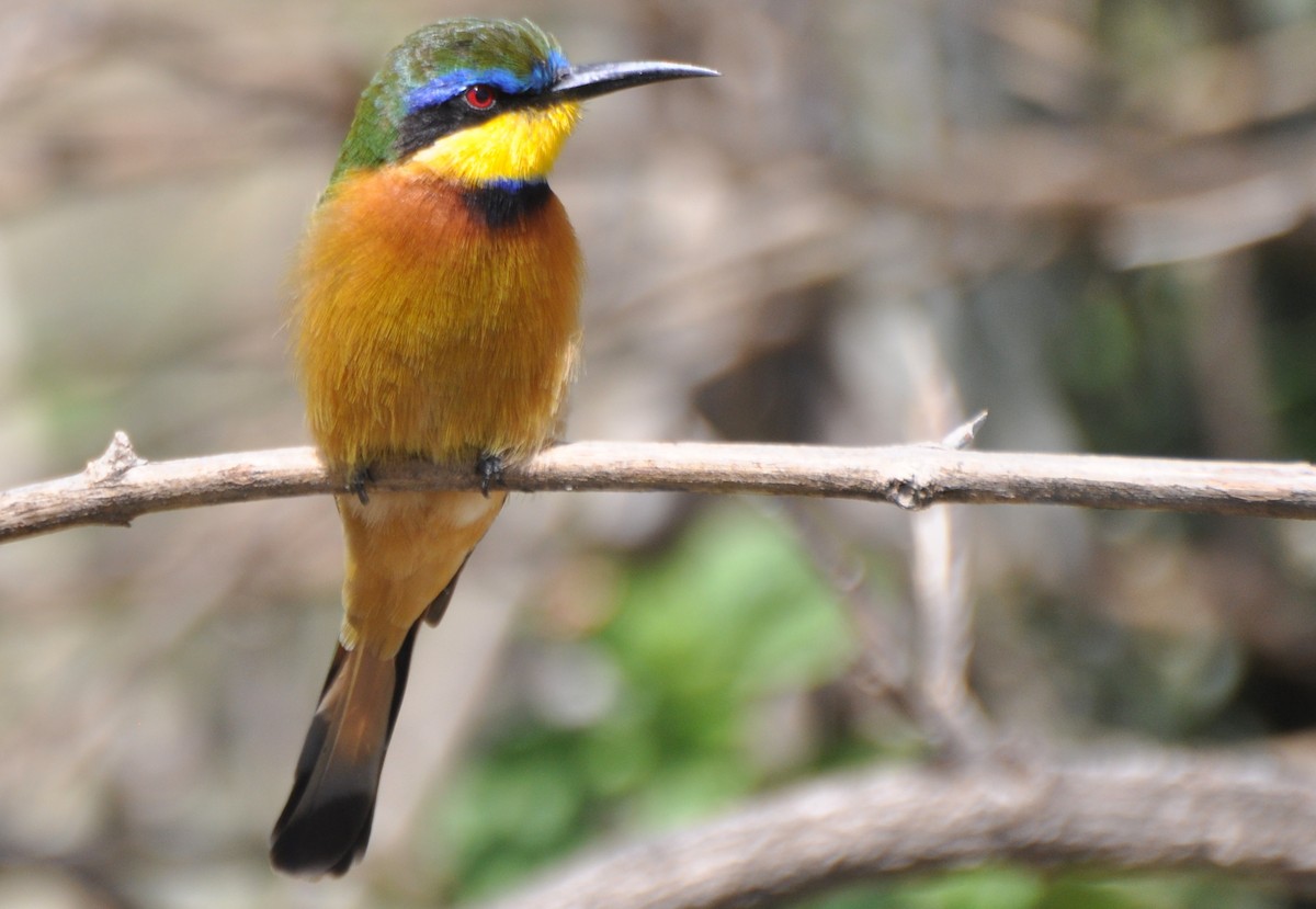 Ethiopian Bee-eater - Stefan Helming