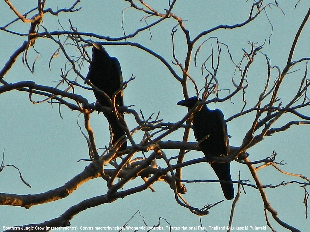 Large-billed Crow (Large-billed) - Lukasz Pulawski