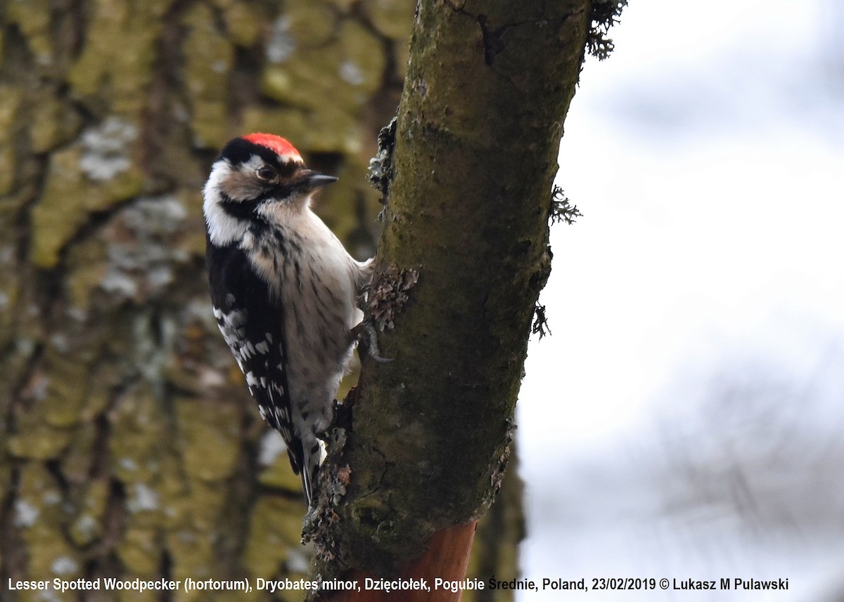 Lesser Spotted Woodpecker - Lukasz Pulawski