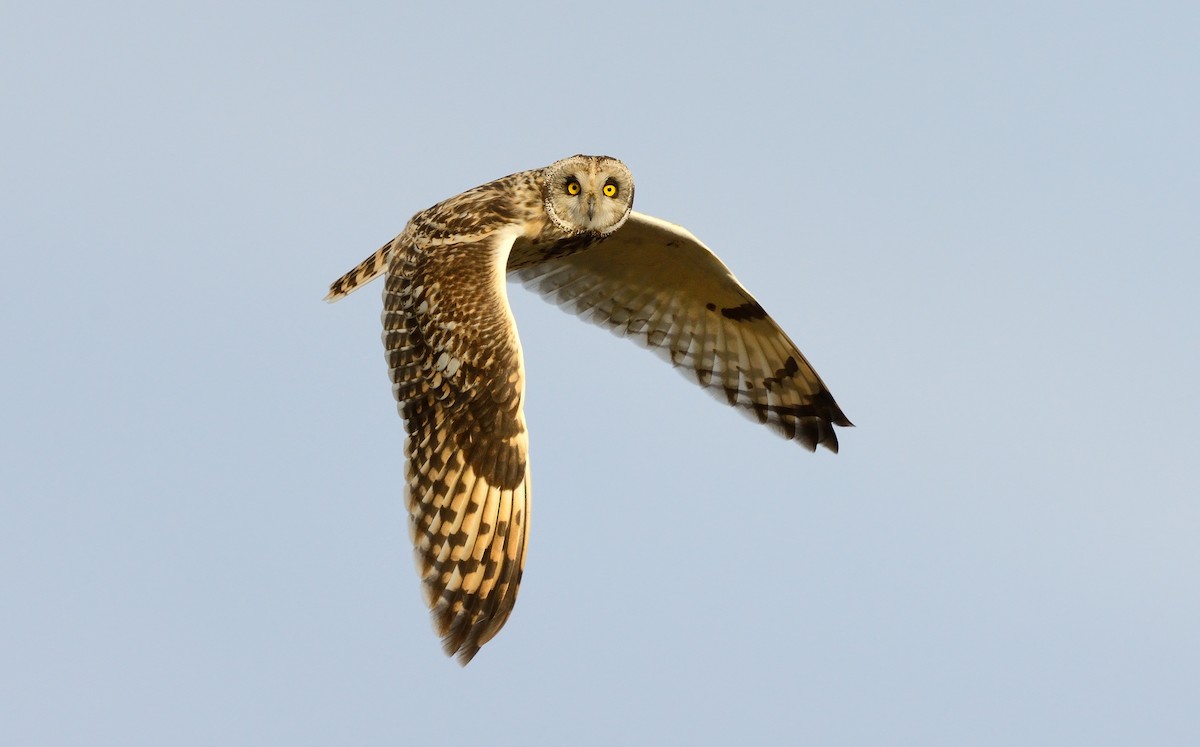 Short-eared Owl (Northern) - Pavel Štěpánek