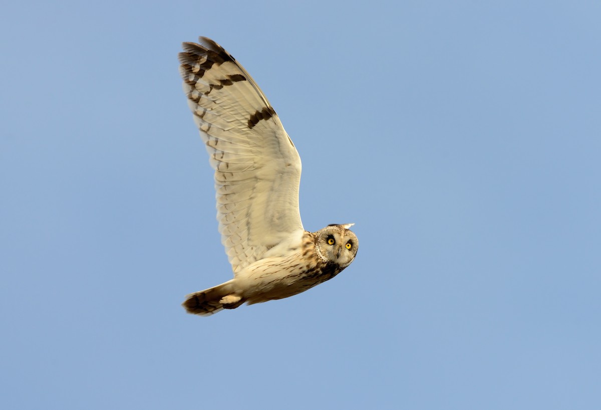 Short-eared Owl (Northern) - Pavel Štěpánek