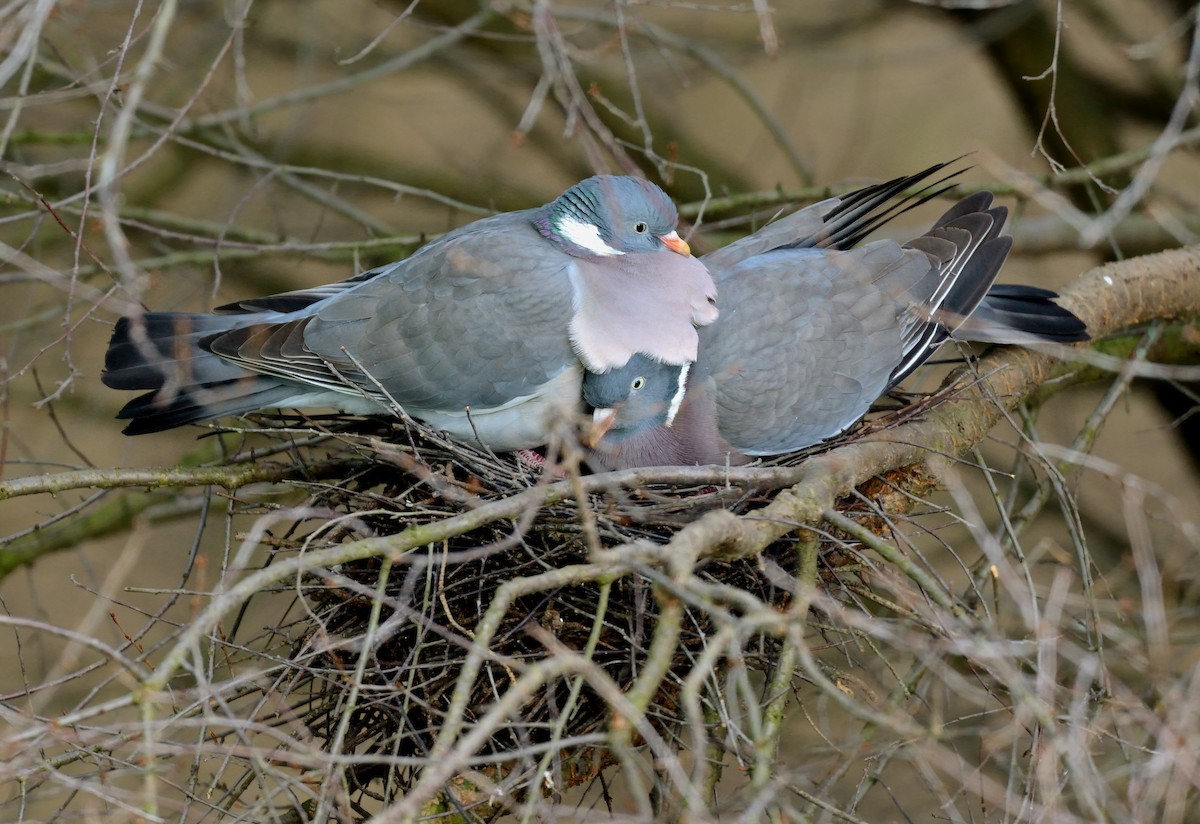 Common Wood-Pigeon (White-necked) - ML204602861