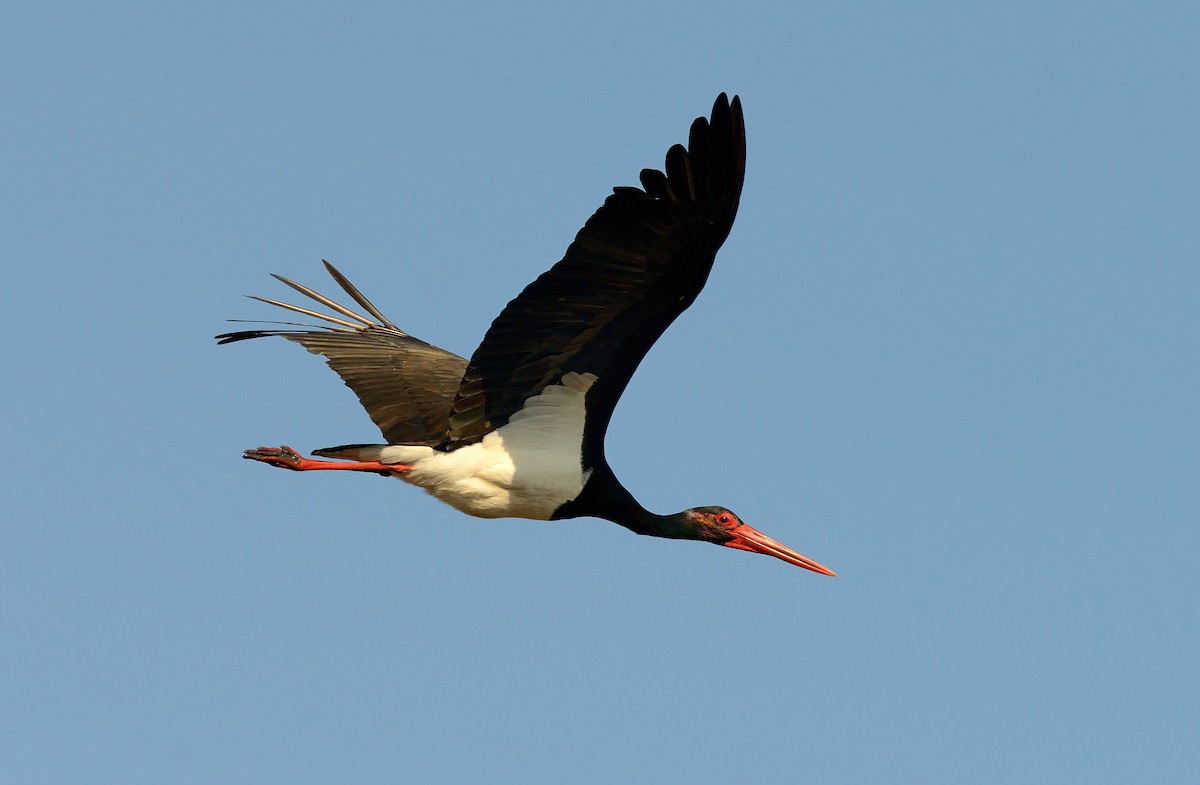Black Stork - ML204602881