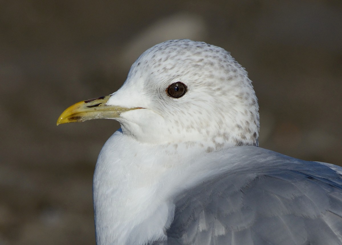 Common Gull - Pavel Štěpánek
