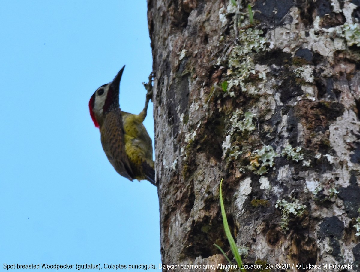 Spot-breasted Woodpecker - Lukasz Pulawski