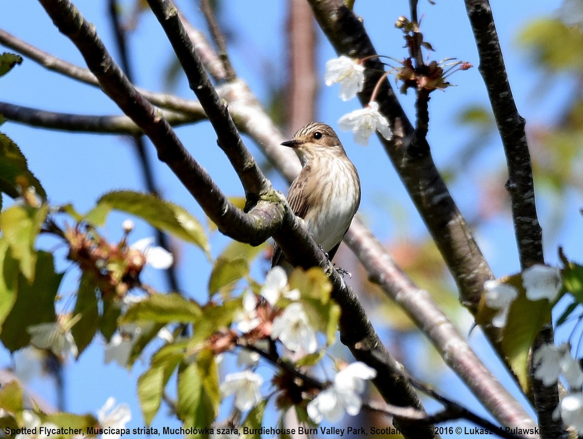 Spotted Flycatcher (Spotted) - ML204603941