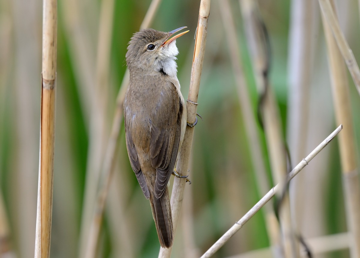 Common Reed Warbler - ML204604871