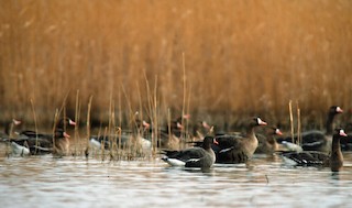 Lesser White-fronted Goose, ML204604891