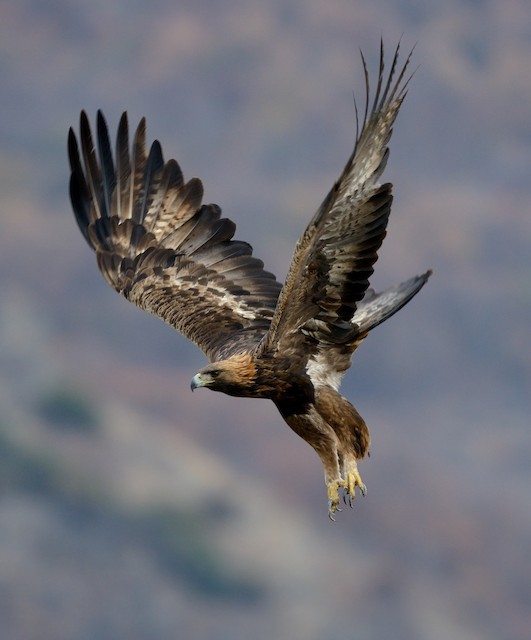 Golden Eagle (Bulgaria). - Golden Eagle - 