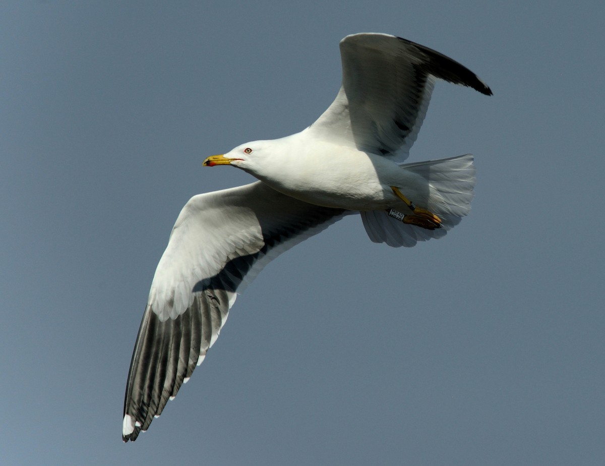 Lesser Black-backed Gull - Pavel Štěpánek
