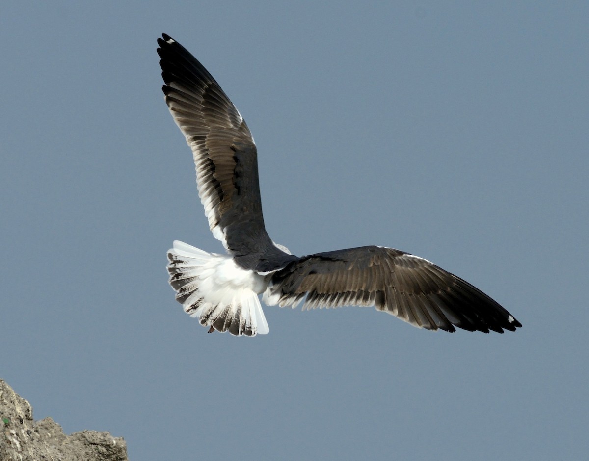Lesser Black-backed Gull - Pavel Štěpánek