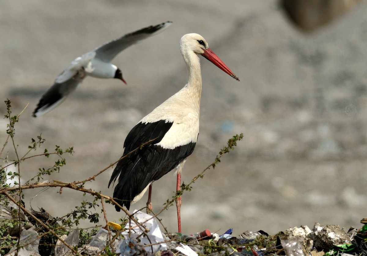 White Stork - Pavel Štěpánek
