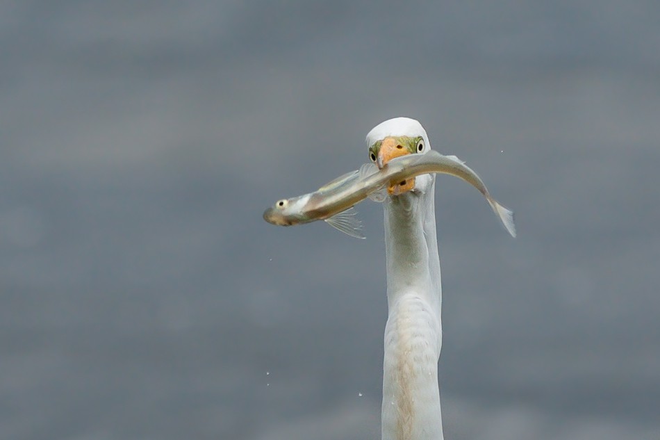 Great Egret (American) - Jorge Claudio Schlemmer